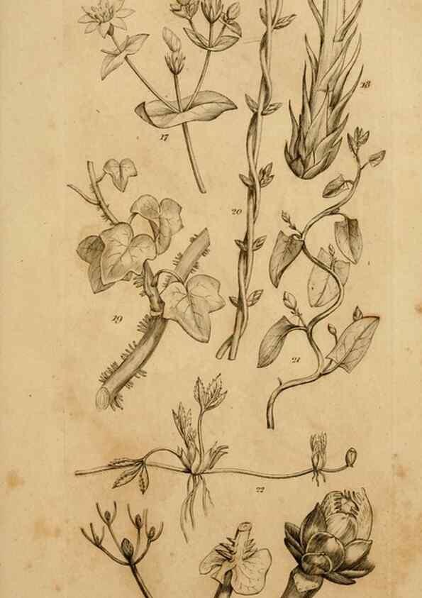 Reproducción/Reproduction 8385917979: An introduction to physiological and systematical botany /. London :Printed for Longman, Hurst, Rees, Orme, and Brown,1819.