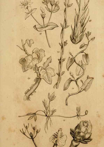 Reproducción/Reproduction 8385917979: An introduction to physiological and systematical botany /. London :Printed for Longman, Hurst, Rees, Orme, and Brown,1819.