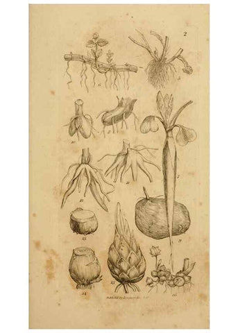 Reproducción/Reproduction 8387003804: An introduction to physiological and systematical botany /. London :Printed for Longman, Hurst, Rees, Orme, and Brown,1819.
