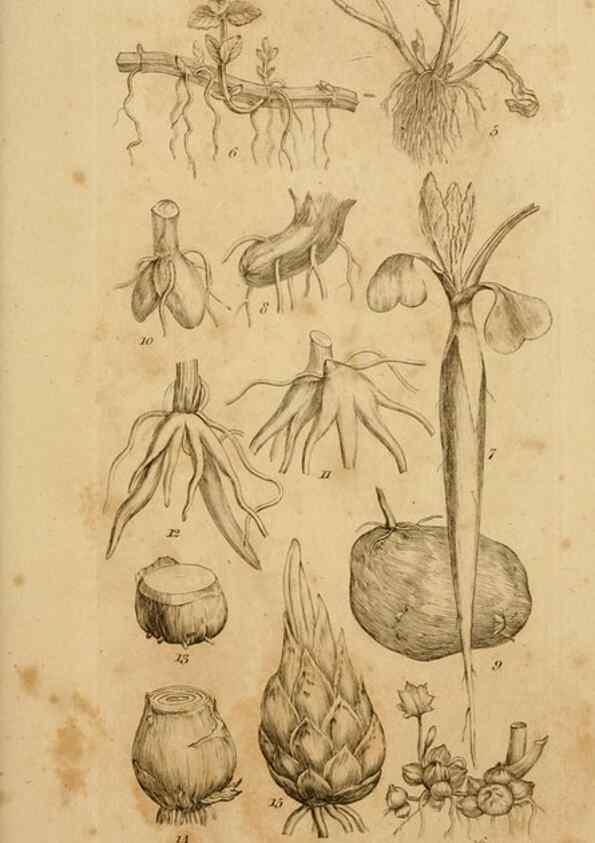 Reproducción/Reproduction 8387003804: An introduction to physiological and systematical botany /. London :Printed for Longman, Hurst, Rees, Orme, and Brown,1819.