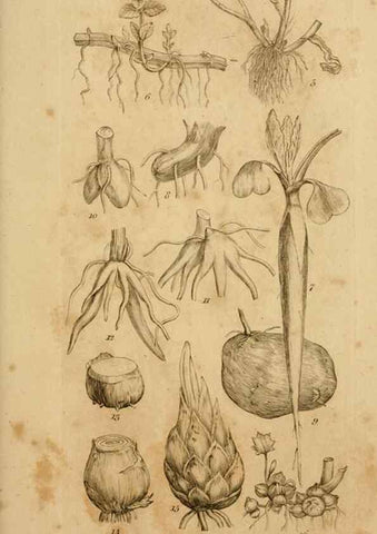 Reproducción/Reproduction 8387003804: An introduction to physiological and systematical botany /. London :Printed for Longman, Hurst, Rees, Orme, and Brown,1819.