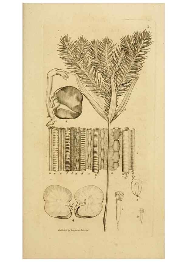 Reproducción/Reproduction 8385916723: An introduction to physiological and systematical botany /. London :Printed for Longman, Hurst, Rees, Orme, and Brown,1819.