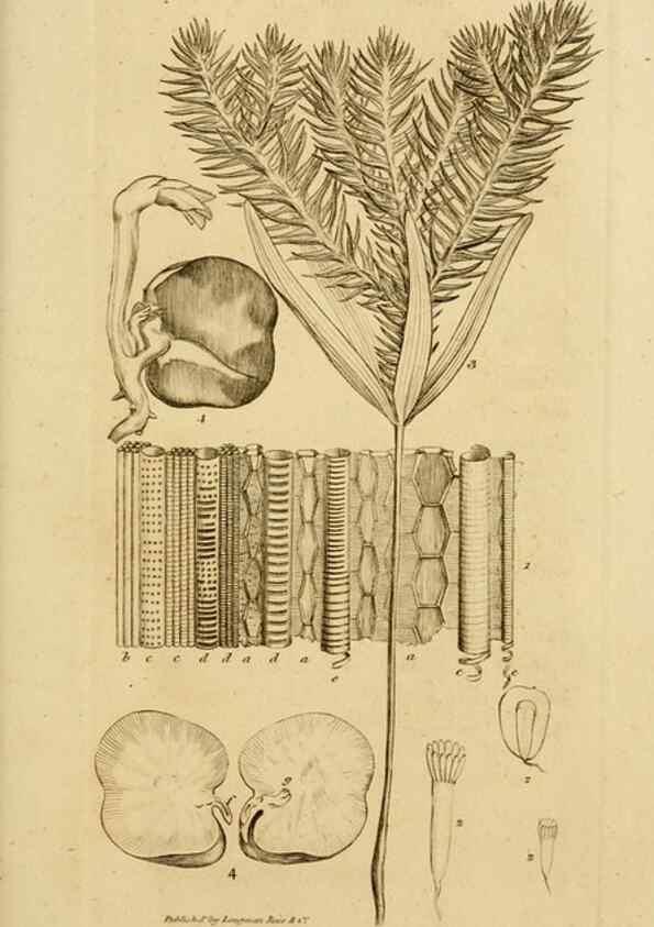 Reproducción/Reproduction 8385916723: An introduction to physiological and systematical botany /. London :Printed for Longman, Hurst, Rees, Orme, and Brown,1819.
