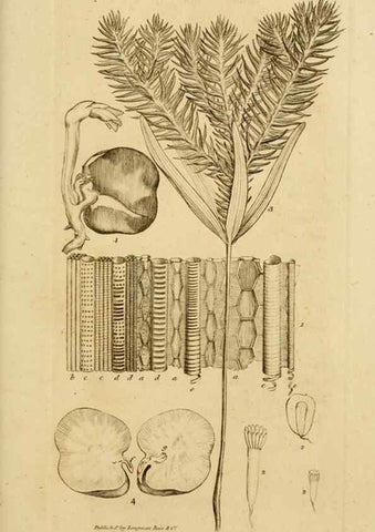 Reproducción/Reproduction 8385916723: An introduction to physiological and systematical botany /. London :Printed for Longman, Hurst, Rees, Orme, and Brown,1819.