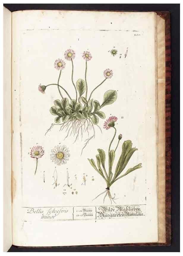 Reproducción/Reproduction 8380629548: Herbarium Blackwellianum emendatum et auctum, id est, Elisabethae Blackwell collectio stirpium. Norimbergae : Typis Io. Iosephi Fleischmanni, 1750-1773.