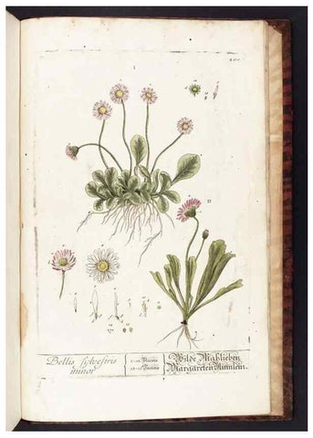 Reproducción/Reproduction 8380629548: Herbarium Blackwellianum emendatum et auctum, id est, Elisabethae Blackwell collectio stirpium. Norimbergae : Typis Io. Iosephi Fleischmanni, 1750-1773.
