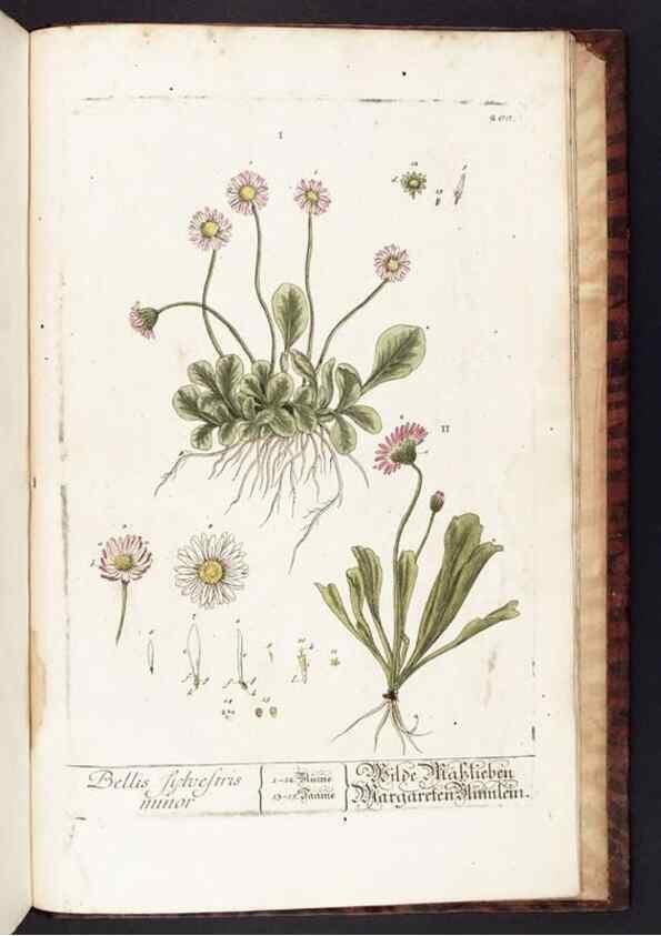 Reproducción/Reproduction 8380629548: Herbarium Blackwellianum emendatum et auctum, id est, Elisabethae Blackwell collectio stirpium. Norimbergae : Typis Io. Iosephi Fleischmanni, 1750-1773.