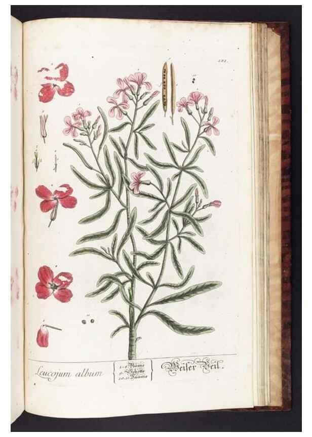 Reproducción/Reproduction 8380624806: Herbarium Blackwellianum emendatum et auctum, id est, Elisabethae Blackwell collectio stirpium. Norimbergae : Typis Io. Iosephi Fleischmanni, 1750-1773.