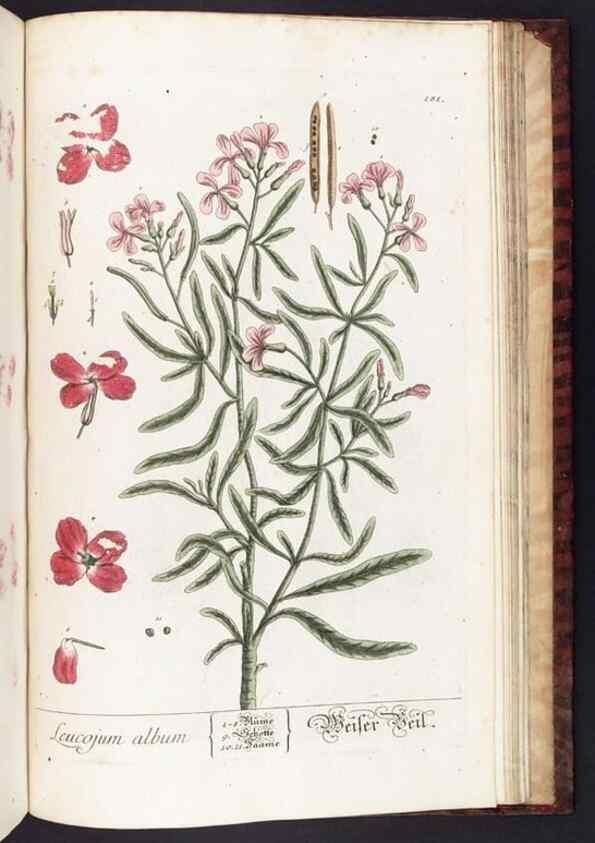 Reproducción/Reproduction 8380624806: Herbarium Blackwellianum emendatum et auctum, id est, Elisabethae Blackwell collectio stirpium. Norimbergae : Typis Io. Iosephi Fleischmanni, 1750-1773.