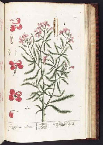 Reproducción/Reproduction 8380624806: Herbarium Blackwellianum emendatum et auctum, id est, Elisabethae Blackwell collectio stirpium. Norimbergae : Typis Io. Iosephi Fleischmanni, 1750-1773.