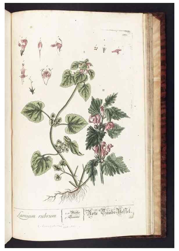 Reproducción/Reproduction 8379545493: Herbarium Blackwellianum emendatum et auctum, id est, Elisabethae Blackwell collectio stirpium. Norimbergae : Typis Io. Iosephi Fleischmanni, 1750-1773.