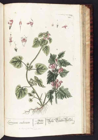 Reproducción/Reproduction 8379545493: Herbarium Blackwellianum emendatum et auctum, id est, Elisabethae Blackwell collectio stirpium. Norimbergae : Typis Io. Iosephi Fleischmanni, 1750-1773.