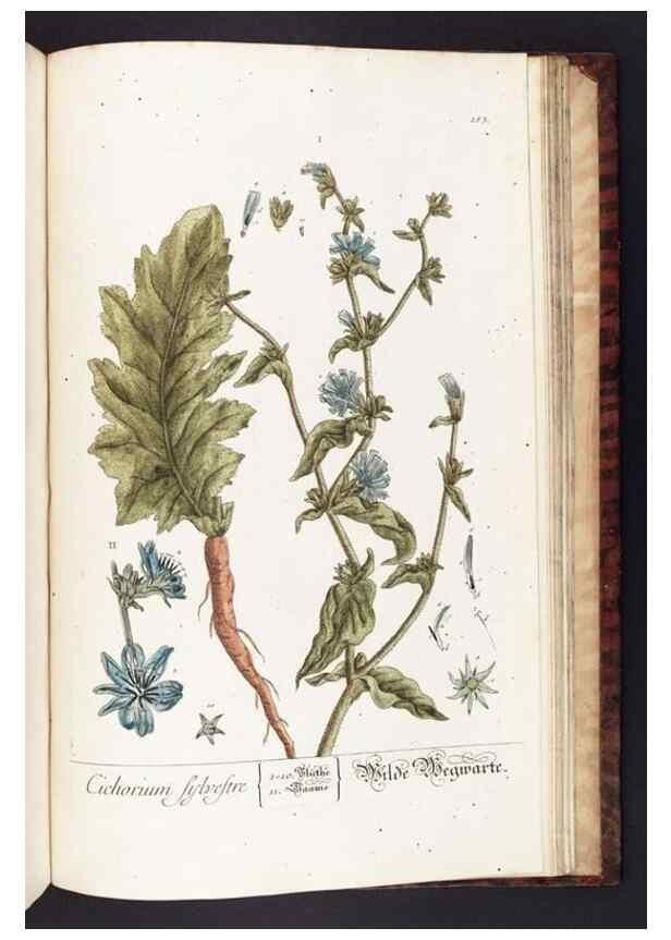 Reproducción/Reproduction 8380625270: Herbarium Blackwellianum emendatum et auctum, id est, Elisabethae Blackwell collectio stirpium. Norimbergae : Typis Io. Iosephi Fleischmanni, 1750-1773.