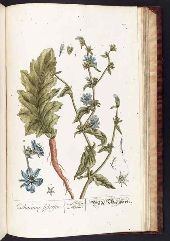 Reproducción/Reproduction 8380625270: Herbarium Blackwellianum emendatum et auctum, id est, Elisabethae Blackwell collectio stirpium. Norimbergae : Typis Io. Iosephi Fleischmanni, 1750-1773.