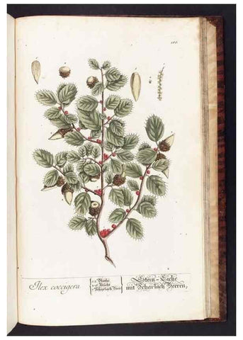 Reproducción/Reproduction 8379546329: Herbarium Blackwellianum emendatum et auctum, id est, Elisabethae Blackwell collectio stirpium. Norimbergae : Typis Io. Iosephi Fleischmanni, 1750-1773.