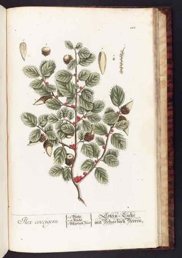 Reproducción/Reproduction 8379546329: Herbarium Blackwellianum emendatum et auctum, id est, Elisabethae Blackwell collectio stirpium. Norimbergae : Typis Io. Iosephi Fleischmanni, 1750-1773.