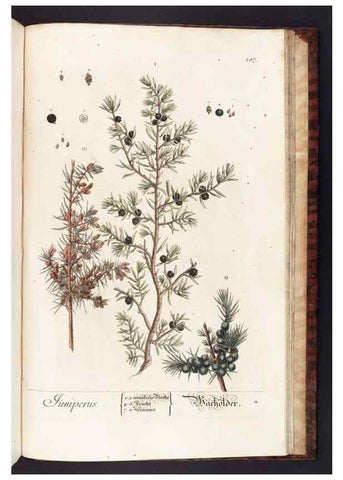 Reproducción/Reproduction 8379546529: Herbarium Blackwellianum emendatum et auctum, id est, Elisabethae Blackwell collectio stirpium. Norimbergae : Typis Io. Iosephi Fleischmanni, 1750-1773.