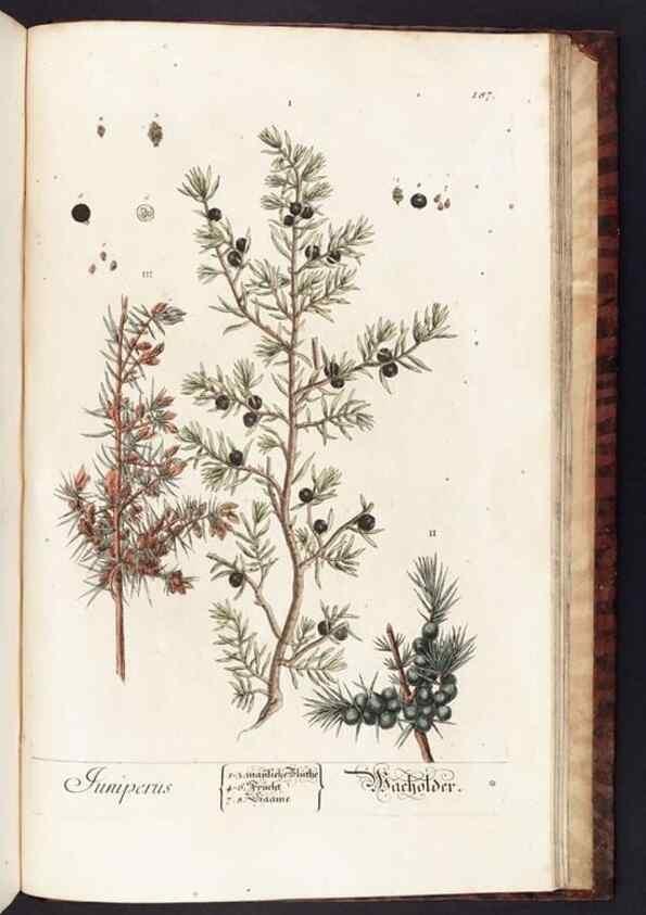 Reproducción/Reproduction 8379546529: Herbarium Blackwellianum emendatum et auctum, id est, Elisabethae Blackwell collectio stirpium. Norimbergae : Typis Io. Iosephi Fleischmanni, 1750-1773.