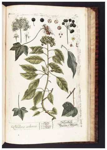Reproducción/Reproduction 8379546677: Herbarium Blackwellianum emendatum et auctum, id est, Elisabethae Blackwell collectio stirpium. Norimbergae : Typis Io. Iosephi Fleischmanni, 1750-1773.