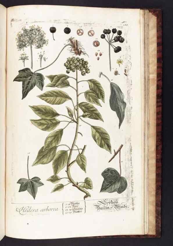 Reproducción/Reproduction 8379546677: Herbarium Blackwellianum emendatum et auctum, id est, Elisabethae Blackwell collectio stirpium. Norimbergae : Typis Io. Iosephi Fleischmanni, 1750-1773.