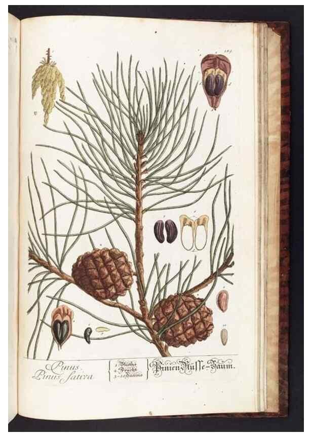 Reproducción/Reproduction 8380626640: Herbarium Blackwellianum emendatum et auctum, id est, Elisabethae Blackwell collectio stirpium. Norimbergae : Typis Io. Iosephi Fleischmanni, 1750-1773.