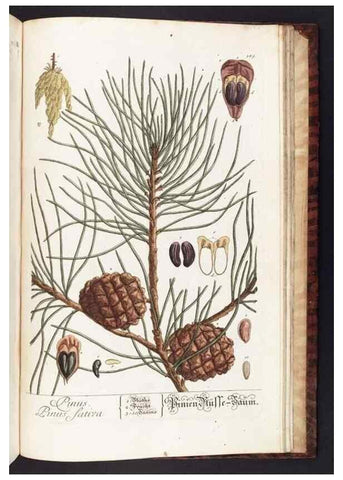 Reproducción/Reproduction 8380626640: Herbarium Blackwellianum emendatum et auctum, id est, Elisabethae Blackwell collectio stirpium. Norimbergae : Typis Io. Iosephi Fleischmanni, 1750-1773.