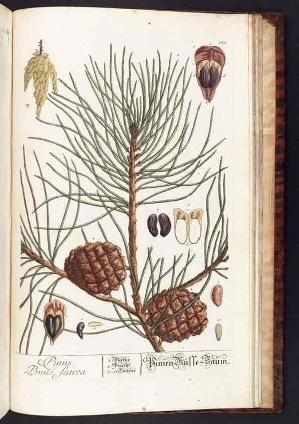 Reproducción/Reproduction 8380626640: Herbarium Blackwellianum emendatum et auctum, id est, Elisabethae Blackwell collectio stirpium. Norimbergae : Typis Io. Iosephi Fleischmanni, 1750-1773.