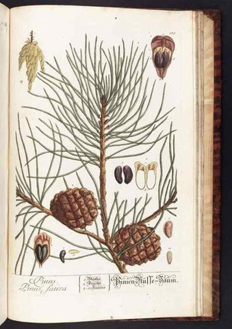 Reproducción/Reproduction 8380626640: Herbarium Blackwellianum emendatum et auctum, id est, Elisabethae Blackwell collectio stirpium. Norimbergae : Typis Io. Iosephi Fleischmanni, 1750-1773.