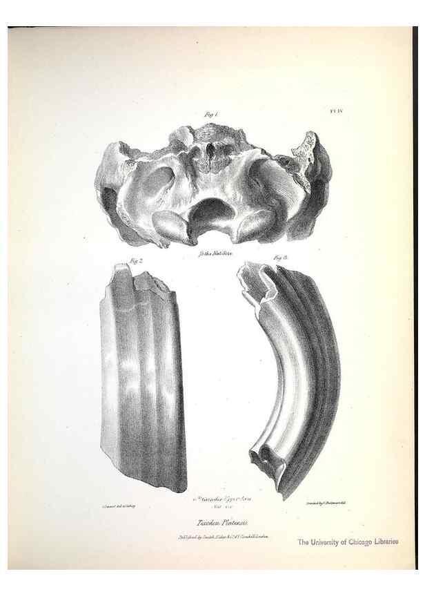 Reproducción/Reproduction 8386002071: The zoology of the voyage of H.M.S. Beagle .... London,Smith, Elder & Co.,1838-