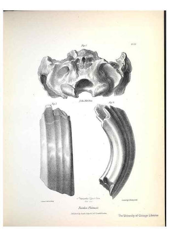 Reproducción/Reproduction 8386002071: The zoology of the voyage of H.M.S. Beagle .... London,Smith, Elder & Co.,1838-