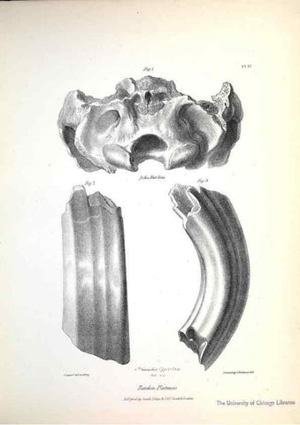 Reproducción/Reproduction 8386002071: The zoology of the voyage of H.M.S. Beagle .... London,Smith, Elder & Co.,1838-