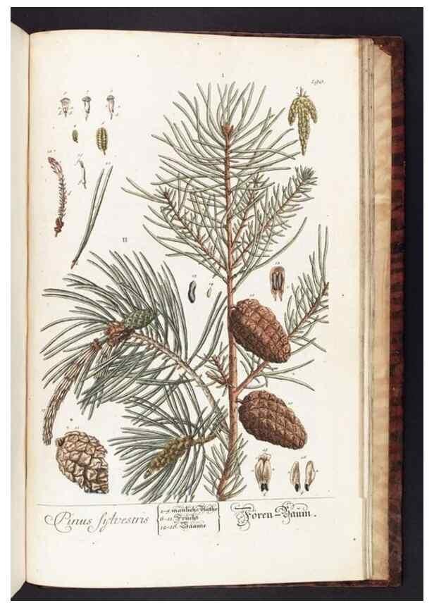 Reproducción/Reproduction 8380627032: Herbarium Blackwellianum emendatum et auctum, id est, Elisabethae Blackwell collectio stirpium. Norimbergae : Typis Io. Iosephi Fleischmanni, 1750-1773.