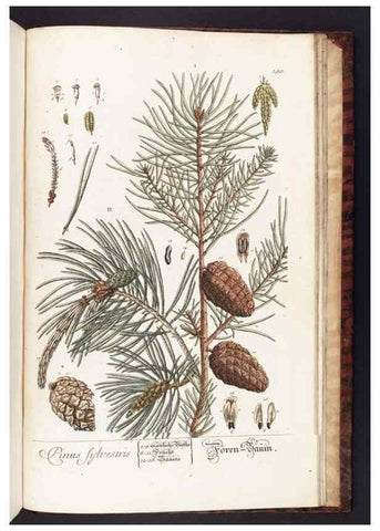 Reproducción/Reproduction 8380627032: Herbarium Blackwellianum emendatum et auctum, id est, Elisabethae Blackwell collectio stirpium. Norimbergae : Typis Io. Iosephi Fleischmanni, 1750-1773.
