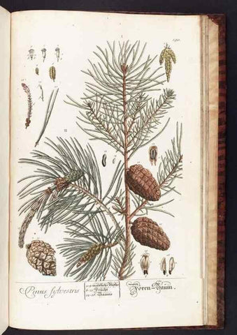 Reproducción/Reproduction 8380627032: Herbarium Blackwellianum emendatum et auctum, id est, Elisabethae Blackwell collectio stirpium. Norimbergae : Typis Io. Iosephi Fleischmanni, 1750-1773.