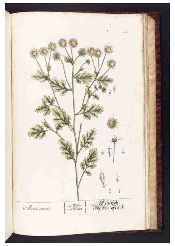 Reproducción/Reproduction 8380627444: Herbarium Blackwellianum emendatum et auctum, id est, Elisabethae Blackwell collectio stirpium. Norimbergae : Typis Io. Iosephi Fleischmanni, 1750-1773.