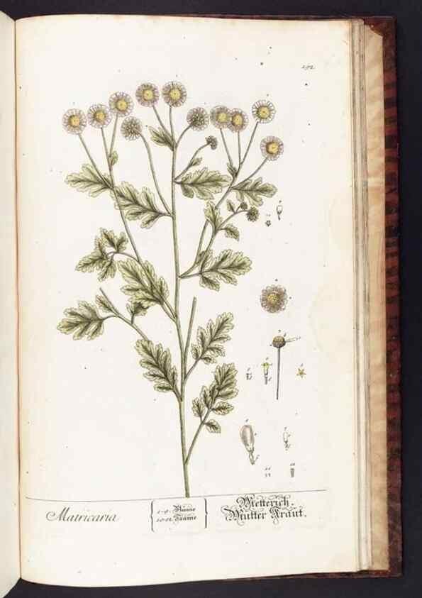 Reproducción/Reproduction 8380627444: Herbarium Blackwellianum emendatum et auctum, id est, Elisabethae Blackwell collectio stirpium. Norimbergae : Typis Io. Iosephi Fleischmanni, 1750-1773.