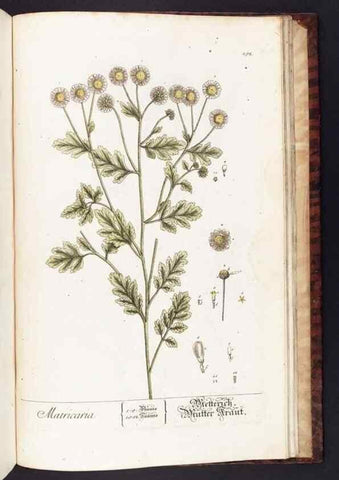 Reproducción/Reproduction 8380627444: Herbarium Blackwellianum emendatum et auctum, id est, Elisabethae Blackwell collectio stirpium. Norimbergae : Typis Io. Iosephi Fleischmanni, 1750-1773.