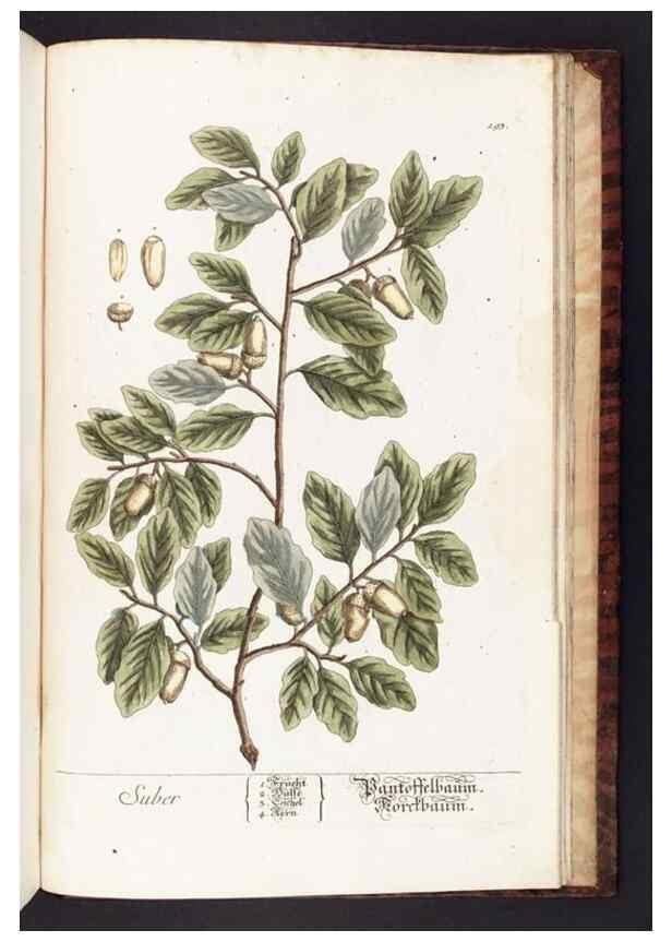 Reproducción/Reproduction 8380627760: Herbarium Blackwellianum emendatum et auctum, id est, Elisabethae Blackwell collectio stirpium. Norimbergae : Typis Io. Iosephi Fleischmanni, 1750-1773.