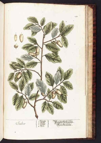 Reproducción/Reproduction 8380627760: Herbarium Blackwellianum emendatum et auctum, id est, Elisabethae Blackwell collectio stirpium. Norimbergae : Typis Io. Iosephi Fleischmanni, 1750-1773.