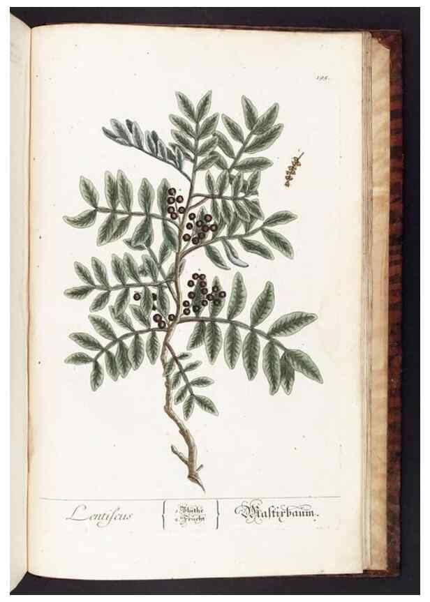 Reproducción/Reproduction 8380628310: Herbarium Blackwellianum emendatum et auctum, id est, Elisabethae Blackwell collectio stirpium. Norimbergae : Typis Io. Iosephi Fleischmanni, 1750-1773.