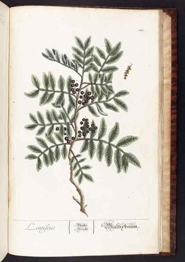 Reproducción/Reproduction 8380628310: Herbarium Blackwellianum emendatum et auctum, id est, Elisabethae Blackwell collectio stirpium. Norimbergae : Typis Io. Iosephi Fleischmanni, 1750-1773.