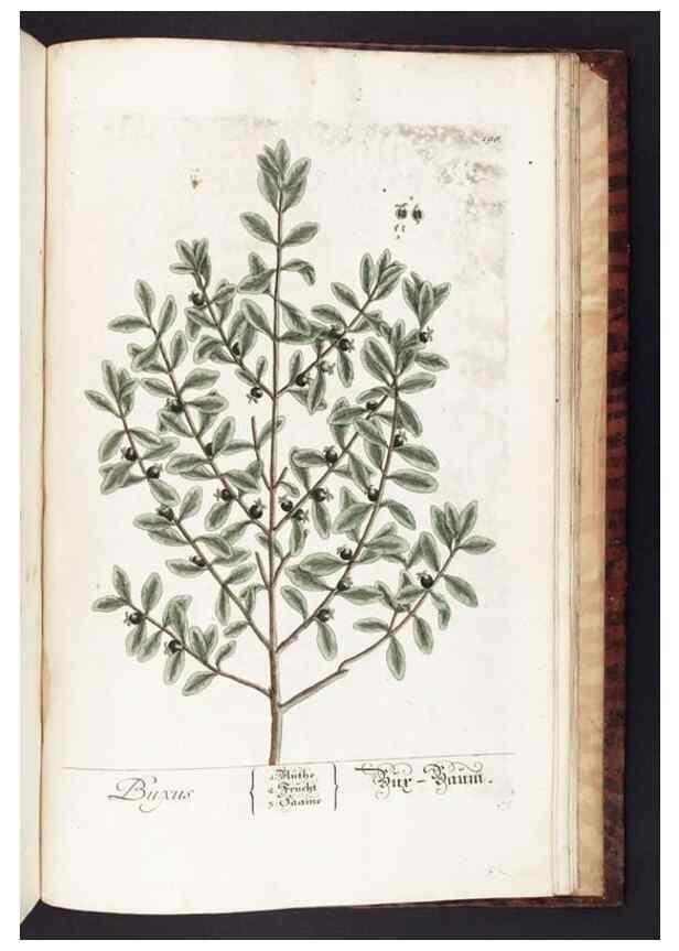 Reproducción/Reproduction 8379548913: Herbarium Blackwellianum emendatum et auctum, id est, Elisabethae Blackwell collectio stirpium. Norimbergae : Typis Io. Iosephi Fleischmanni, 1750-1773.