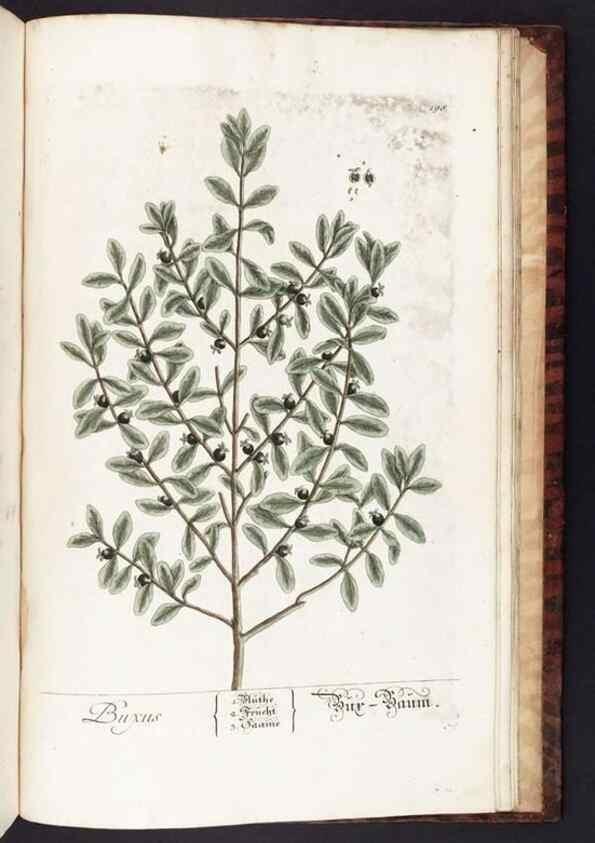 Reproducción/Reproduction 8379548913: Herbarium Blackwellianum emendatum et auctum, id est, Elisabethae Blackwell collectio stirpium. Norimbergae : Typis Io. Iosephi Fleischmanni, 1750-1773.