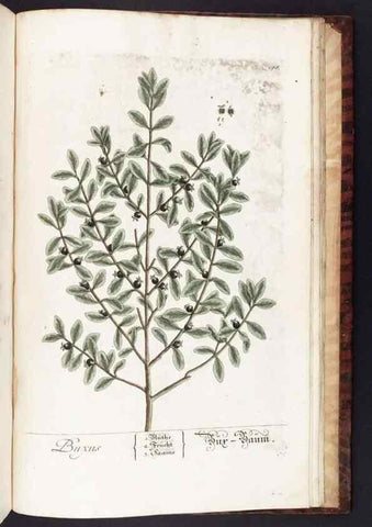 Reproducción/Reproduction 8379548913: Herbarium Blackwellianum emendatum et auctum, id est, Elisabethae Blackwell collectio stirpium. Norimbergae : Typis Io. Iosephi Fleischmanni, 1750-1773.