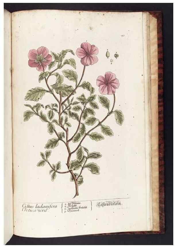 Reproducción/Reproduction 8379549229: Herbarium Blackwellianum emendatum et auctum, id est, Elisabethae Blackwell collectio stirpium. Norimbergae : Typis Io. Iosephi Fleischmanni, 1750-1773.