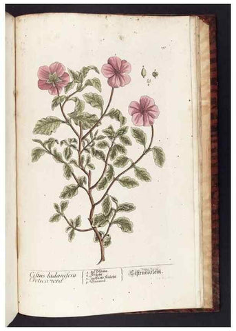 Reproducción/Reproduction 8379549229: Herbarium Blackwellianum emendatum et auctum, id est, Elisabethae Blackwell collectio stirpium. Norimbergae : Typis Io. Iosephi Fleischmanni, 1750-1773.
