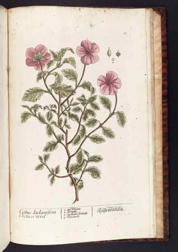 Reproducción/Reproduction 8379549229: Herbarium Blackwellianum emendatum et auctum, id est, Elisabethae Blackwell collectio stirpium. Norimbergae : Typis Io. Iosephi Fleischmanni, 1750-1773.