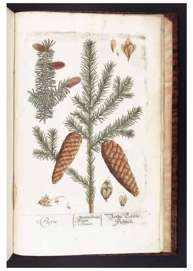 Reproducción/Reproduction 8380628994: Herbarium Blackwellianum emendatum et auctum, id est, Elisabethae Blackwell collectio stirpium. Norimbergae : Typis Io. Iosephi Fleischmanni, 1750-1773.