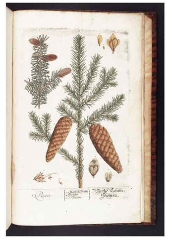 Reproducción/Reproduction 8380628994: Herbarium Blackwellianum emendatum et auctum, id est, Elisabethae Blackwell collectio stirpium. Norimbergae : Typis Io. Iosephi Fleischmanni, 1750-1773.
