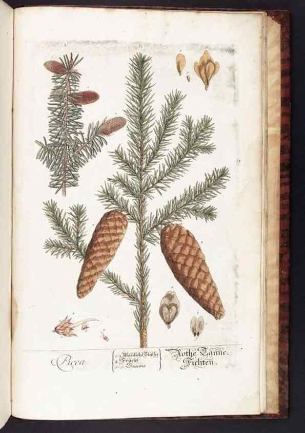 Reproducción/Reproduction 8380628994: Herbarium Blackwellianum emendatum et auctum, id est, Elisabethae Blackwell collectio stirpium. Norimbergae : Typis Io. Iosephi Fleischmanni, 1750-1773.